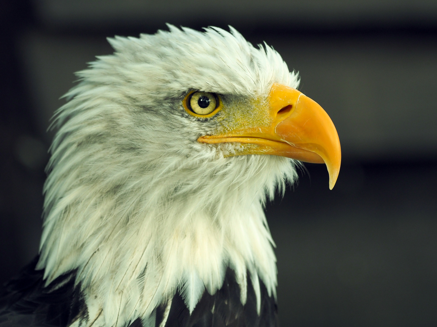 Weißkopf Seeadler 1