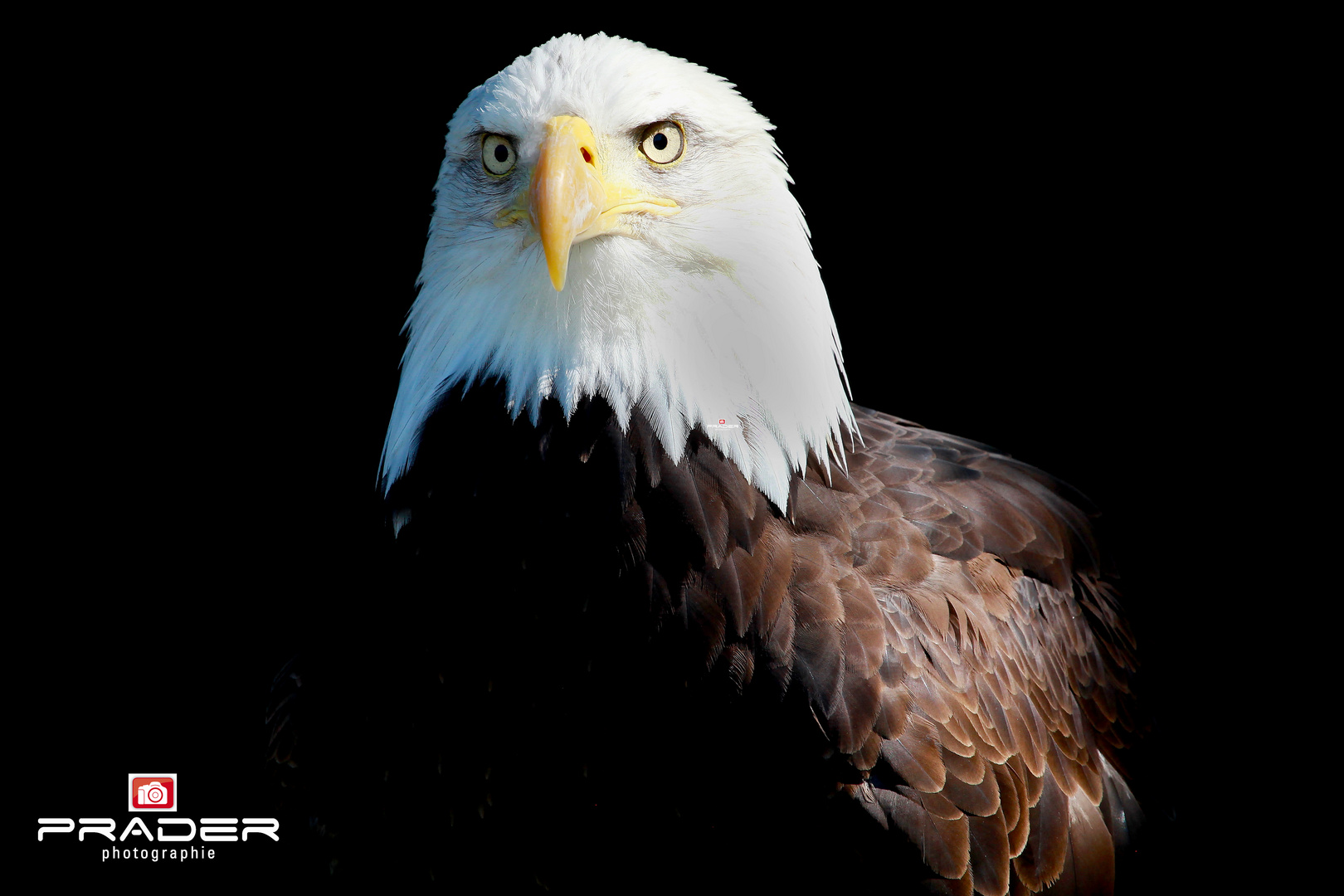 Weisskopf Seeadler