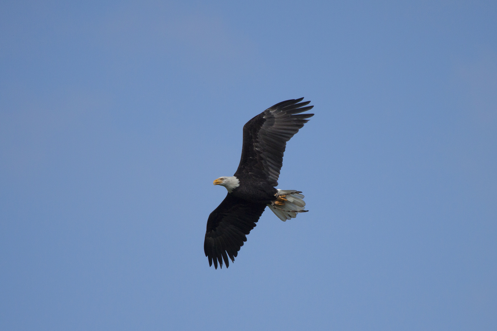 Weisskopf Seeadler