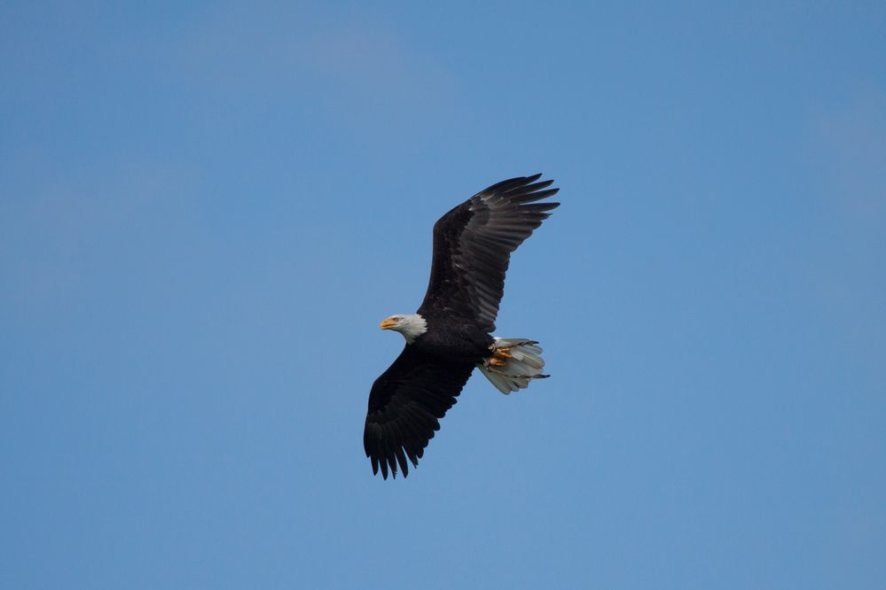 Weisskopf Seeadler