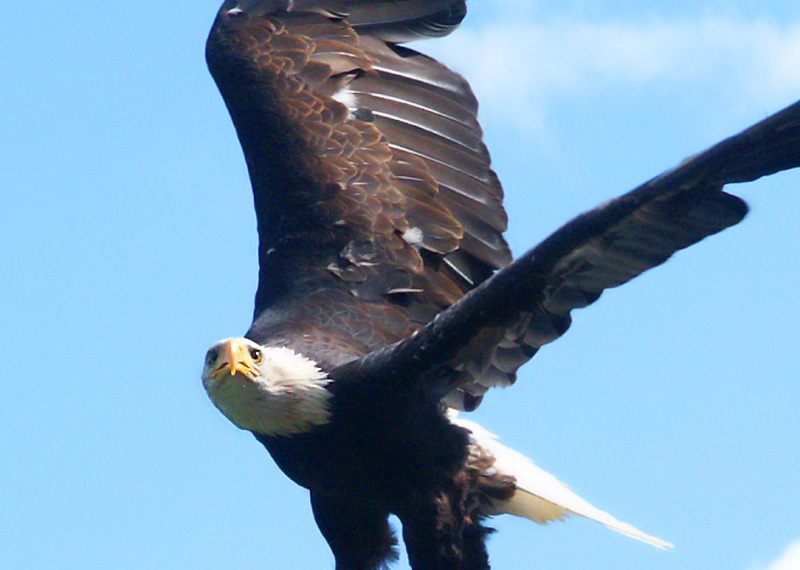 Weisskopf Seeadler