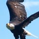 Weisskopf Seeadler