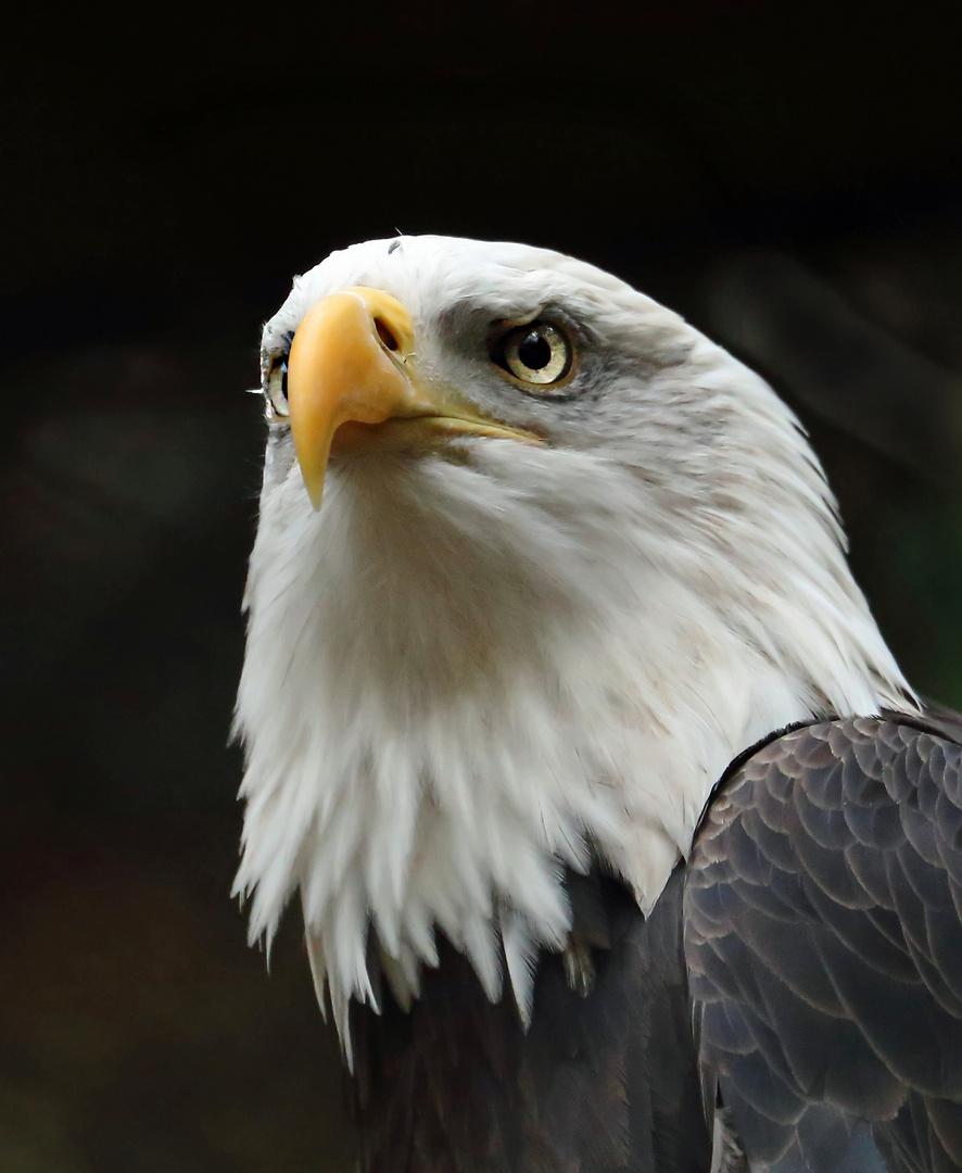 Weißkopf - Seeadler