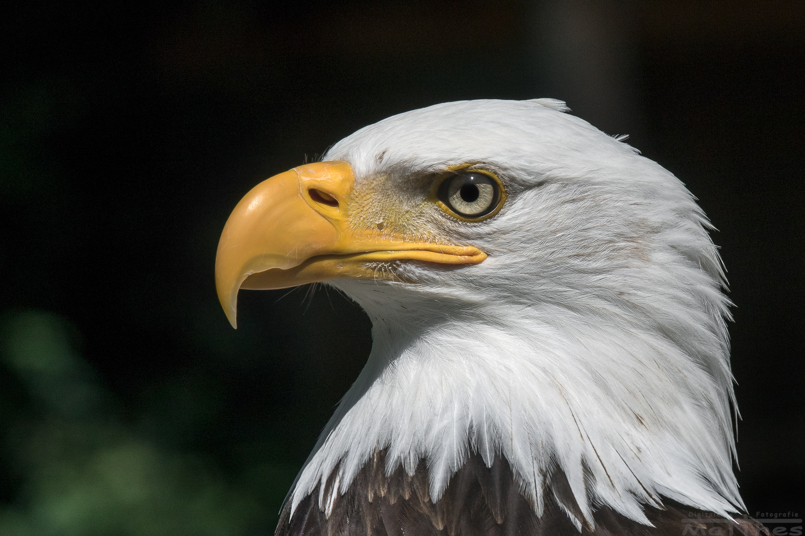 Weißkopf-Seeadler