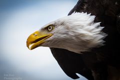 Weisskopf Seeadler