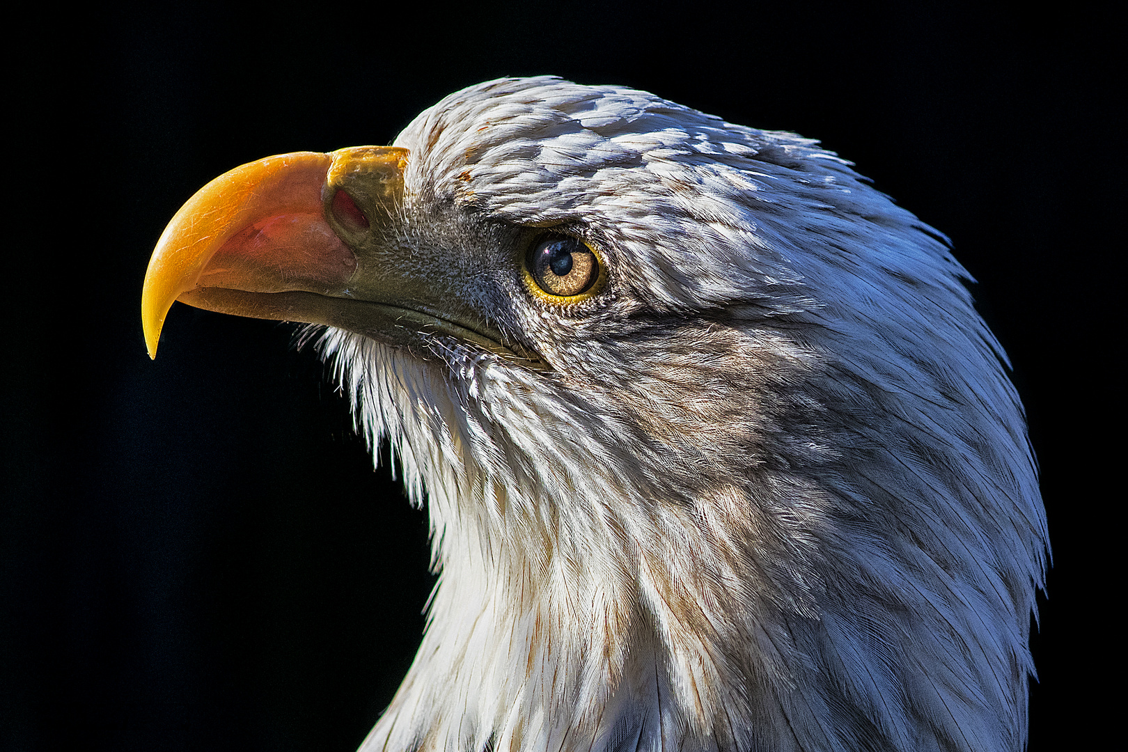 Weißkopf-Seeadler - 18021907