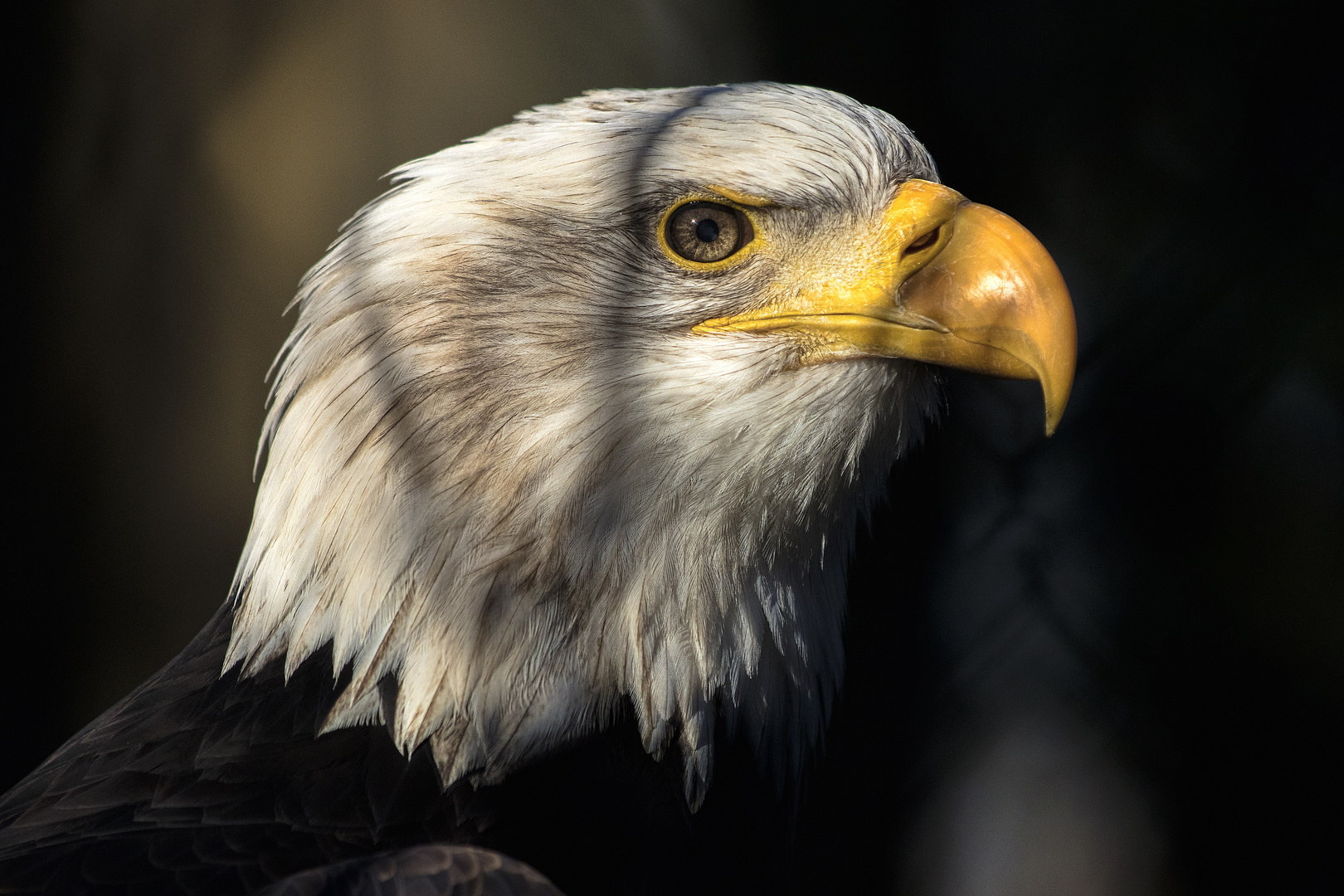 Weißkopf-Seeadler - 18021908