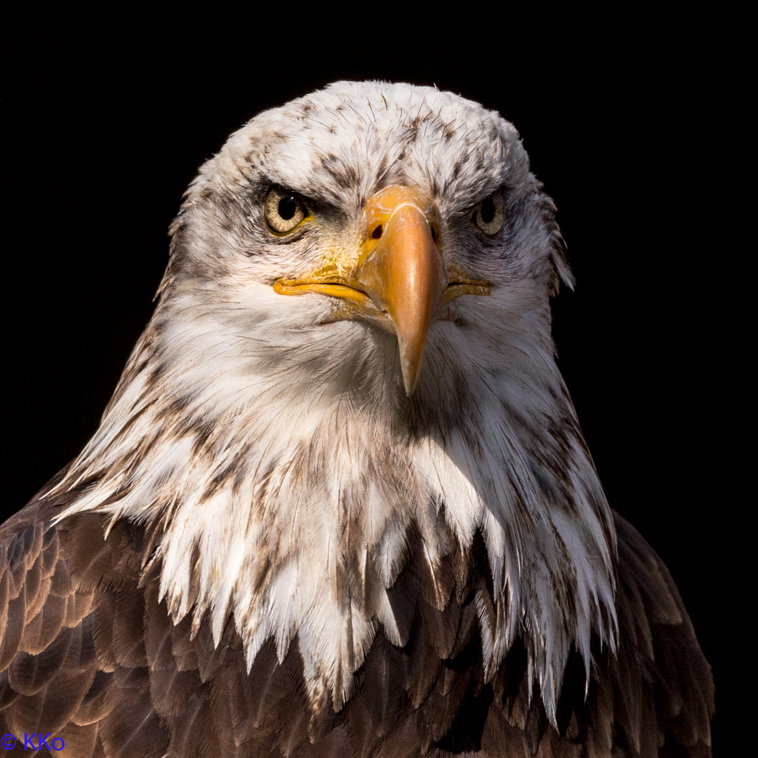 Weißkopf Seeadler