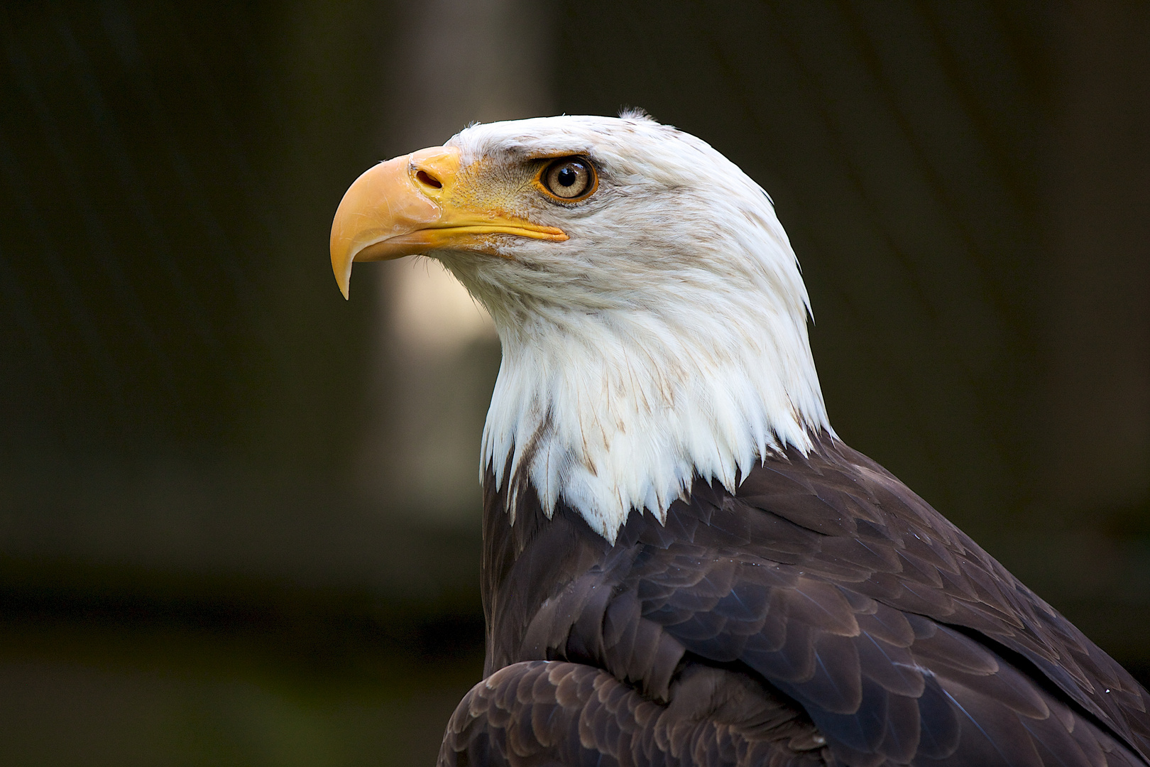 Weißkopf Seeadler