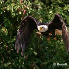 Weisskopf Seeadler