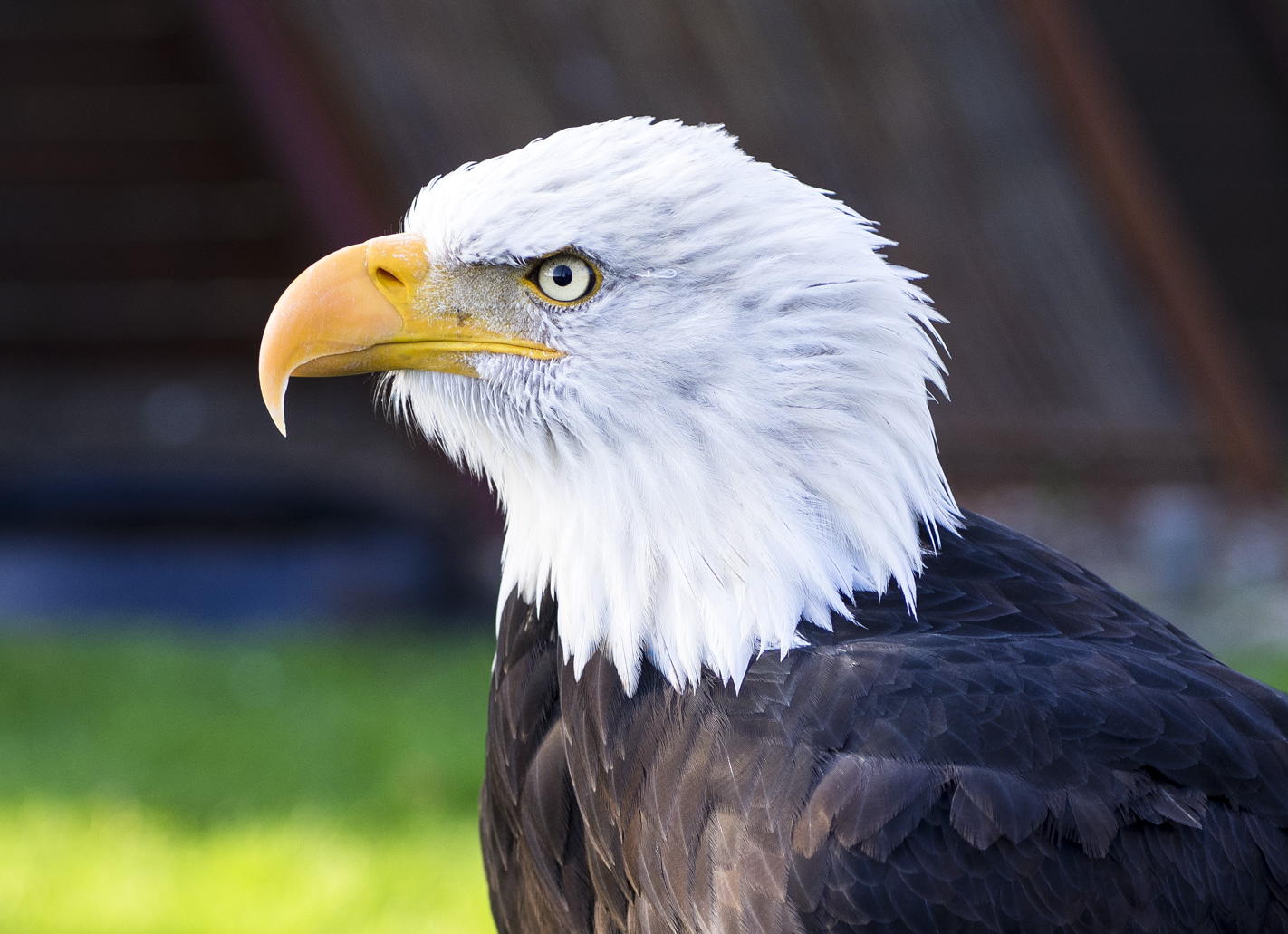 Weißkopf-Seeadler