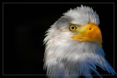 Weißkopf-seeadler