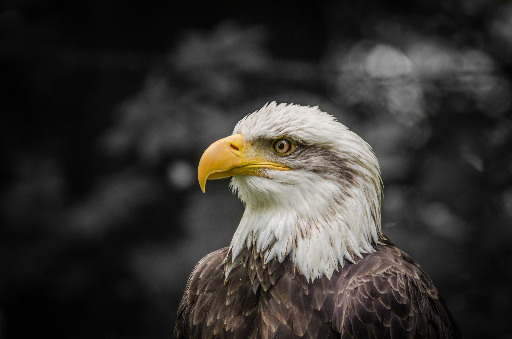 Weisskopf Seeadler