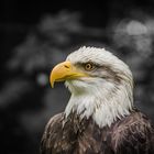 Weisskopf Seeadler