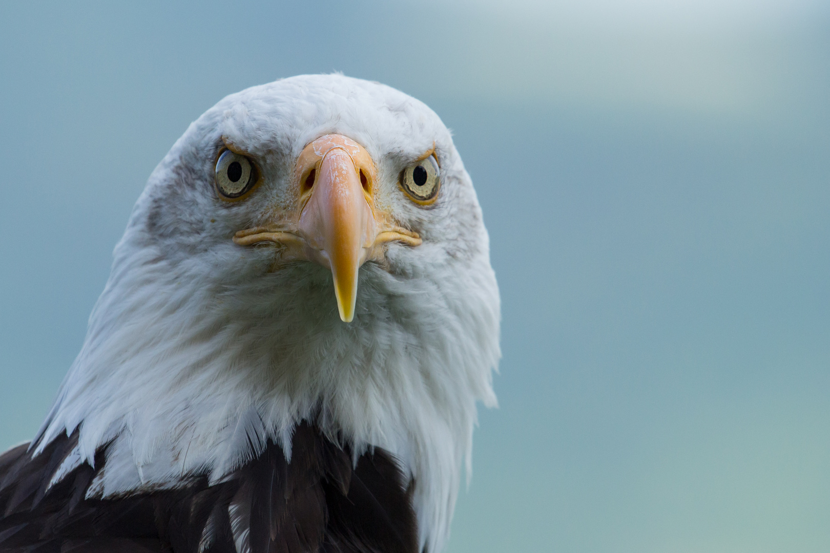 Weisskopf-Seeadler 2