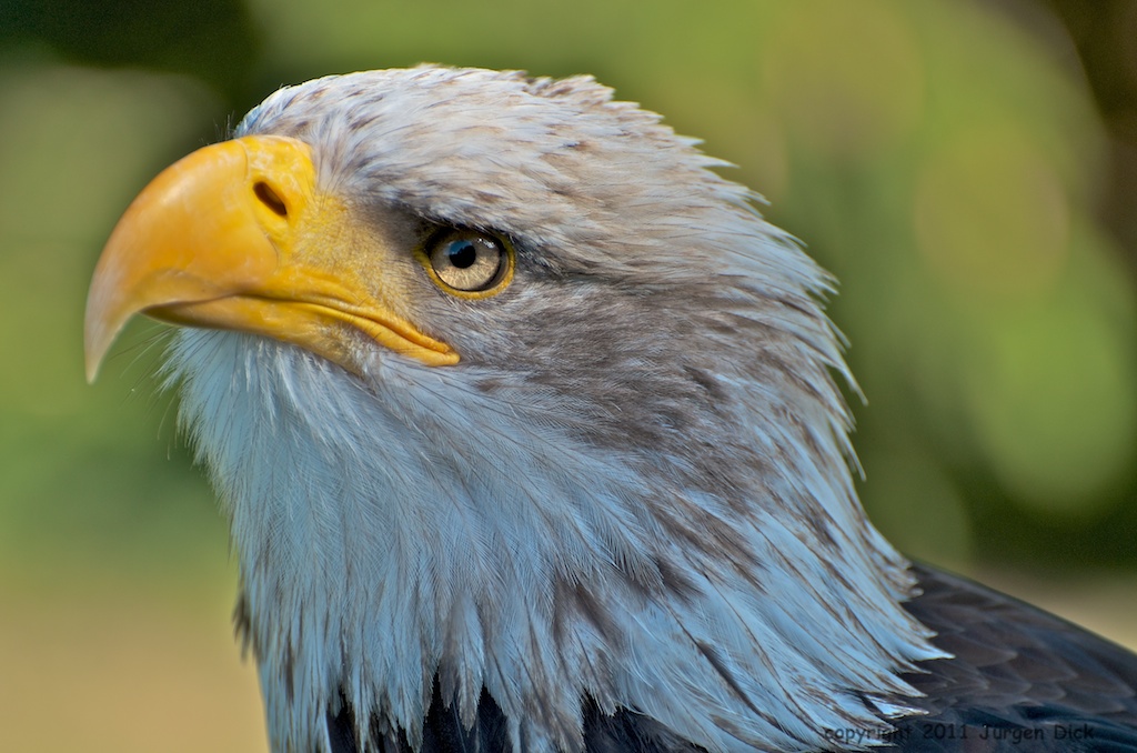 Weißkopf Seeadler 2