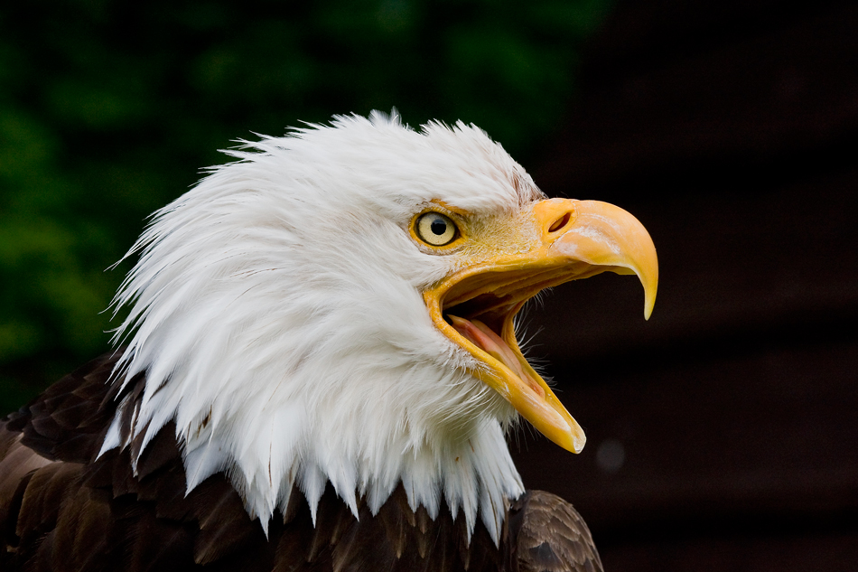 Weißkopf-Seeadler 2