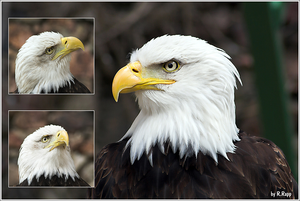 Weißkopf Seeadler (2)