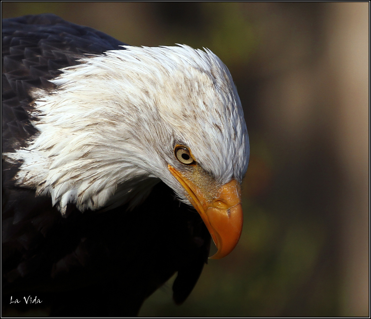 Weißkopf-Seeadler 2