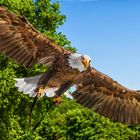 Weißkopf Seeadler