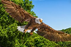 Weißkopf Seeadler