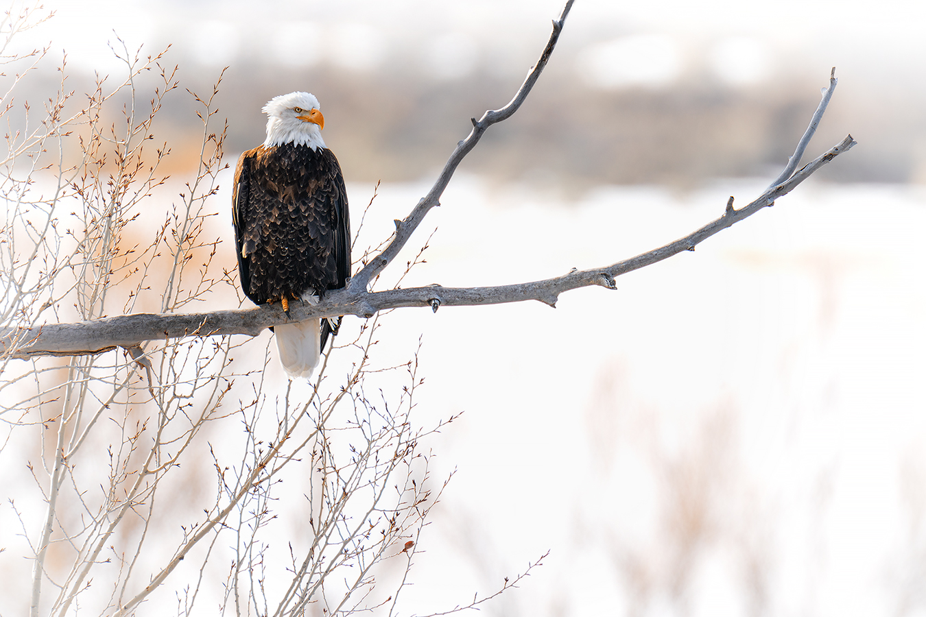 Weißkopf-Seeadler