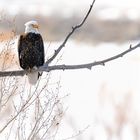 Weißkopf-Seeadler