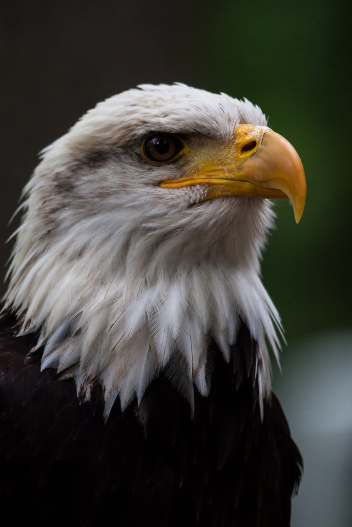 Weißkopf Seeadler