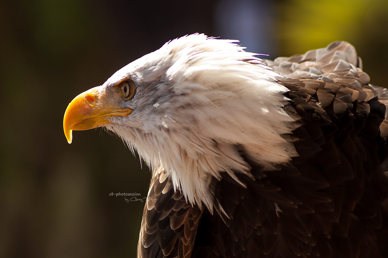 Weißkopf Seeadler