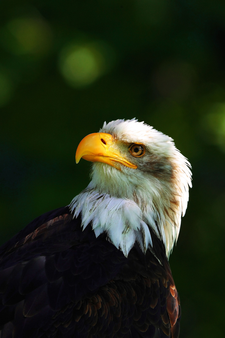 Weisskopf Seeadler