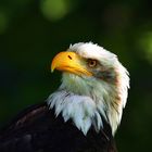 Weisskopf Seeadler