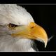 Weikopf-Seeadler # 3