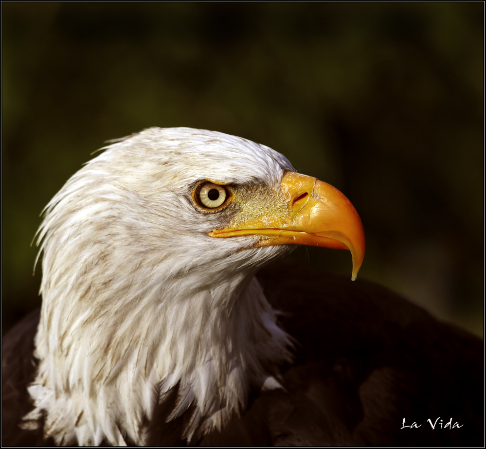 Weißkopf-Seeadler 3