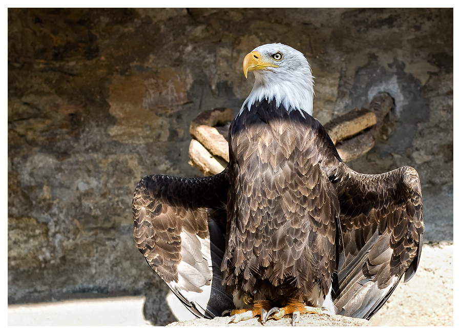 Weißkopf - Seeadler