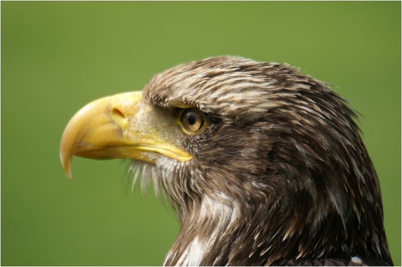 Weißkopf-Seeadler