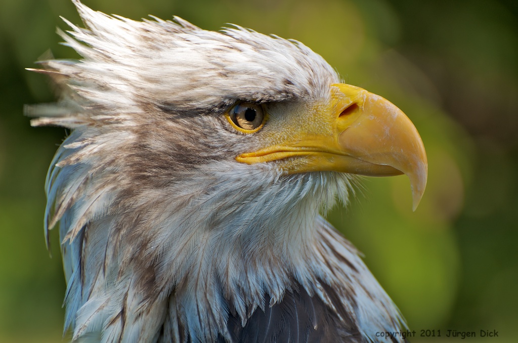 Weißkopf Seeadler