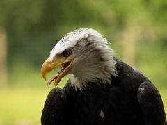 Weißkopf Seeadler