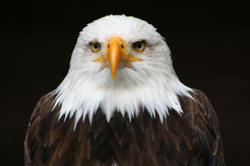 Weisskopf Seeadler