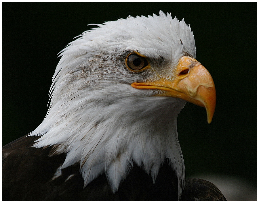 Weißkopf-Seeadler