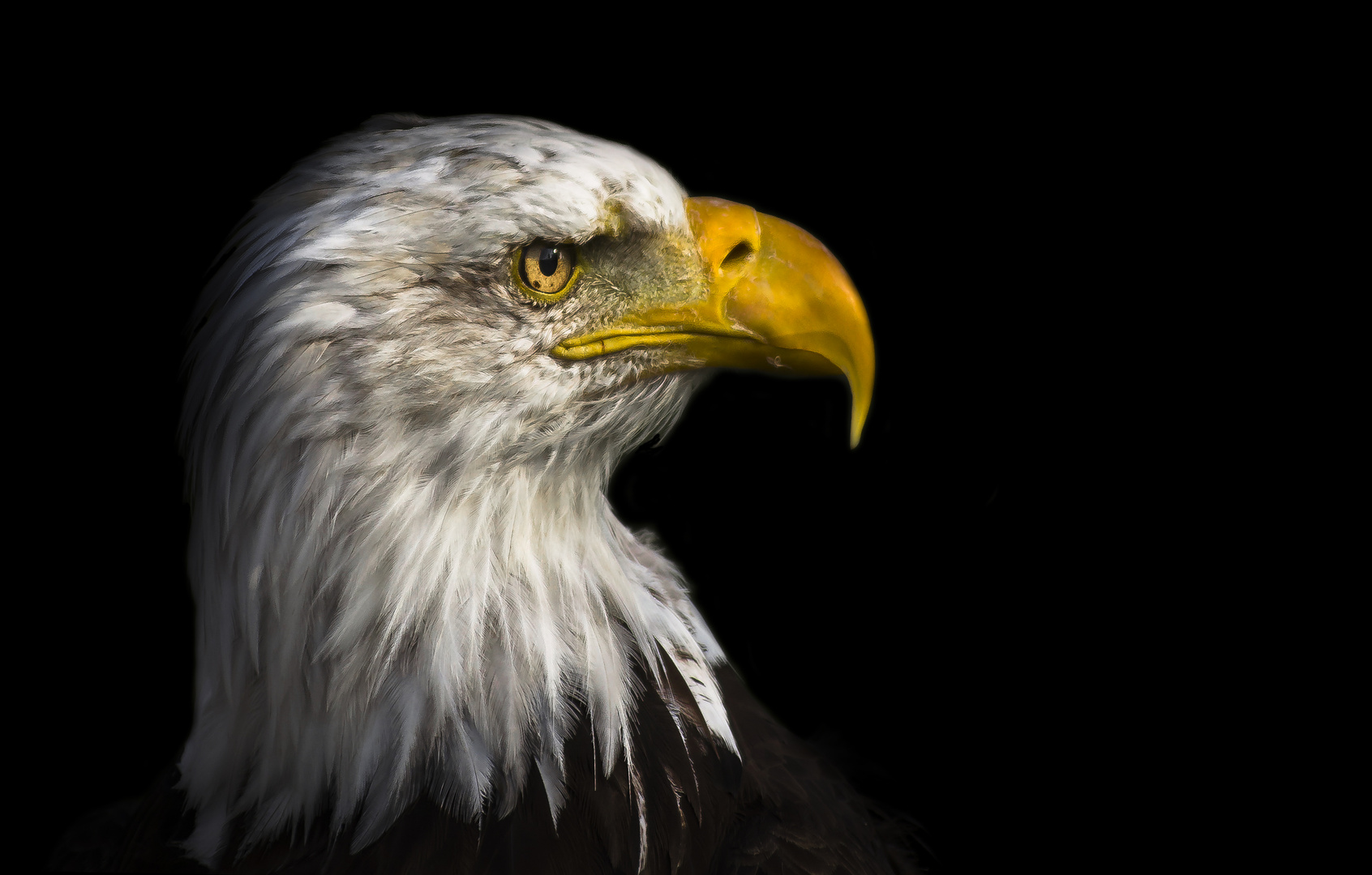 Weißkopf-Seeadler