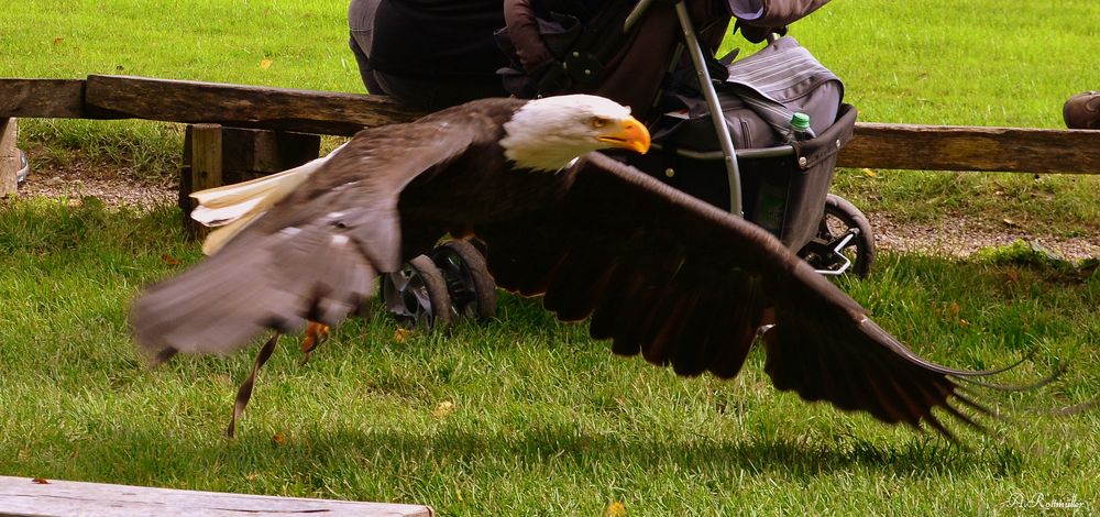 Weisskopf-Seeadler!