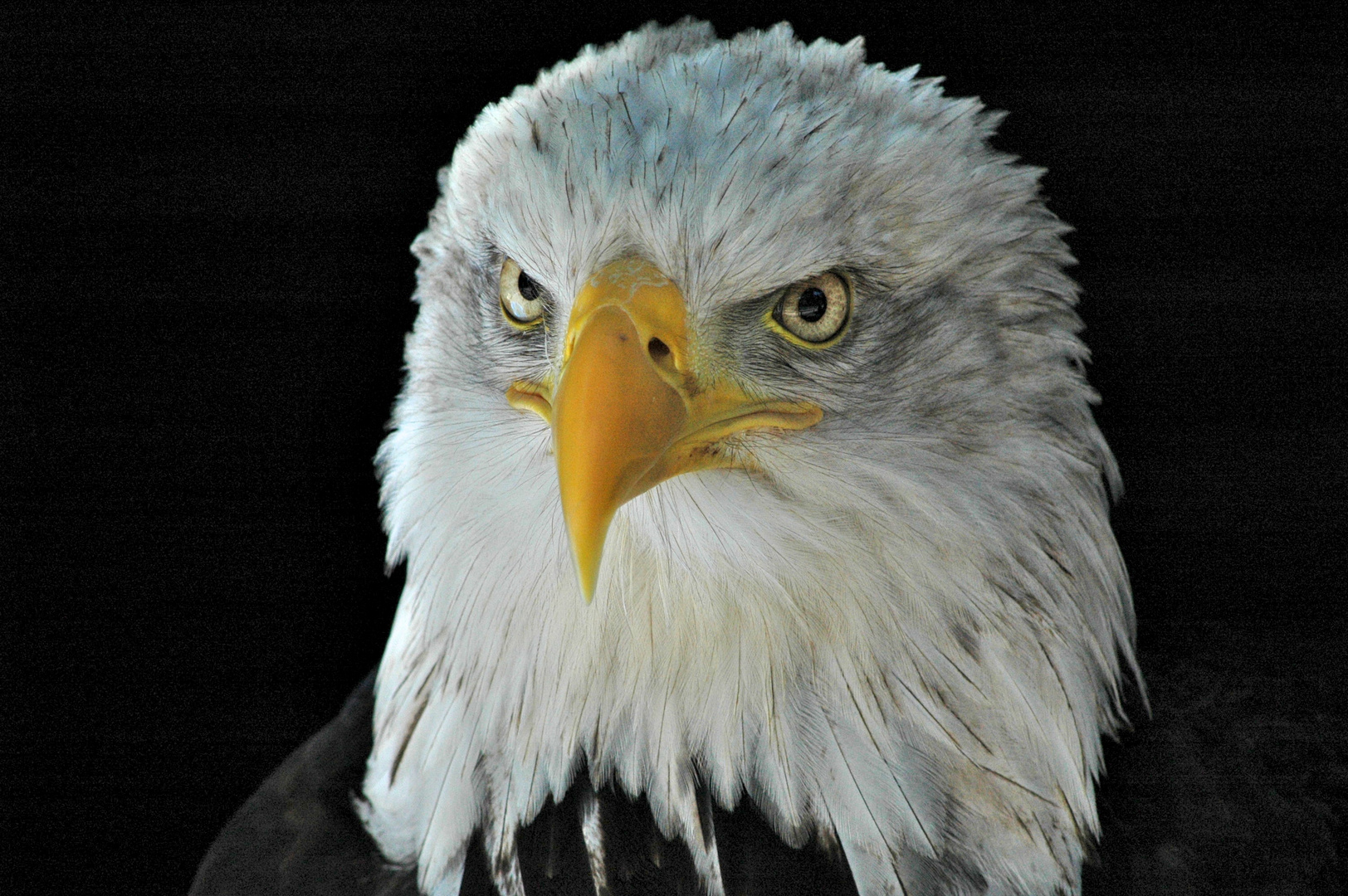 Weißkopf-Seeadler