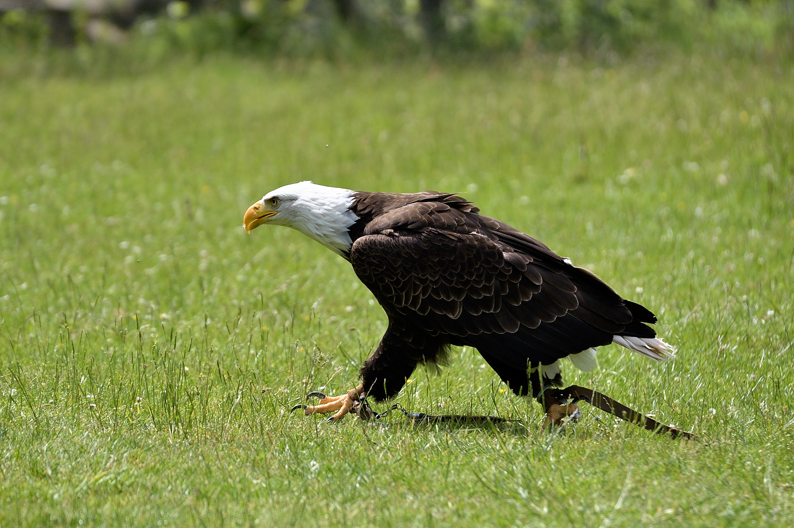 Weisskopf-Seeadler 4