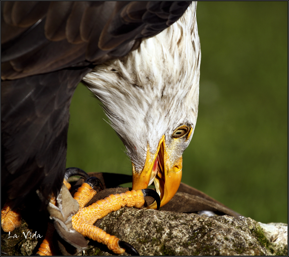 Weißkopf-Seeadler 4