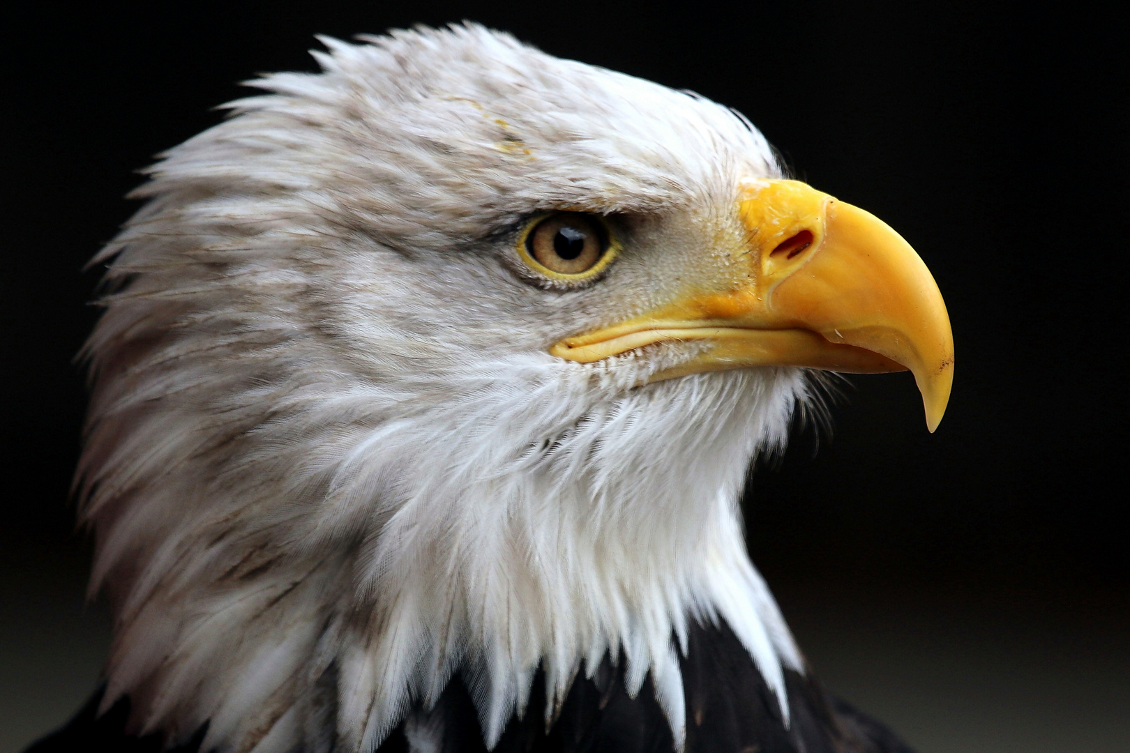 Weisskopf Seeadler