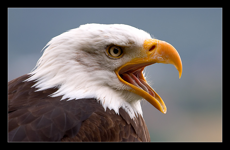 Weisskopf-Seeadler