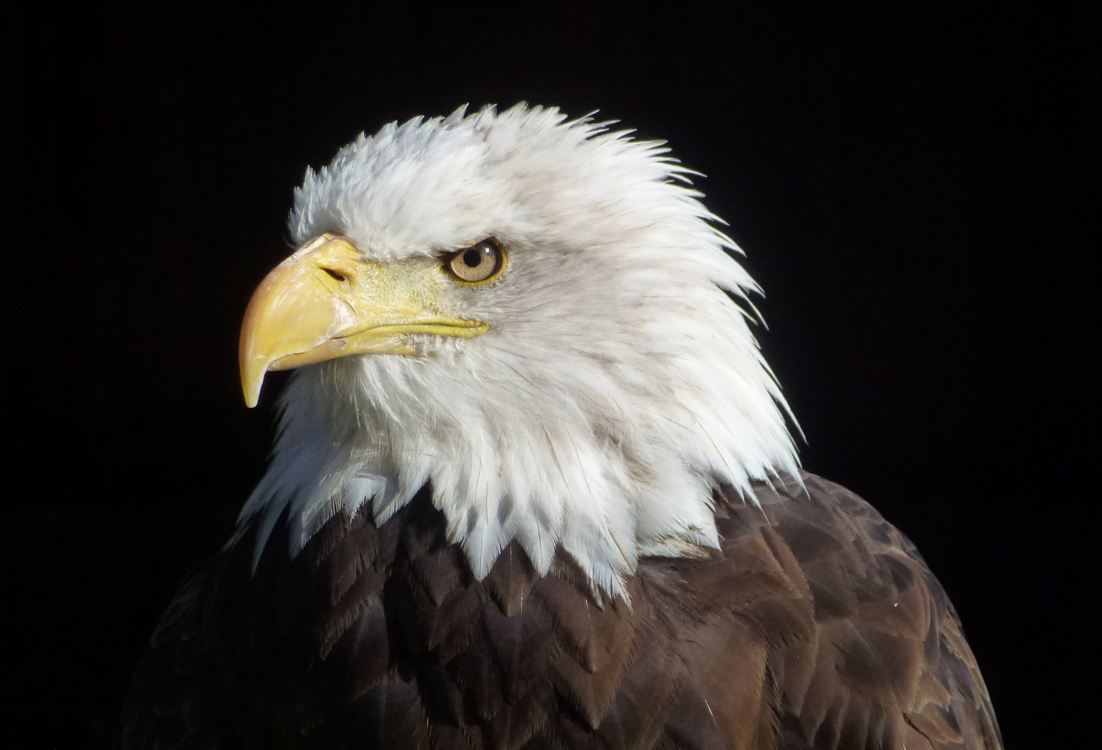 Weißkopf-Seeadler