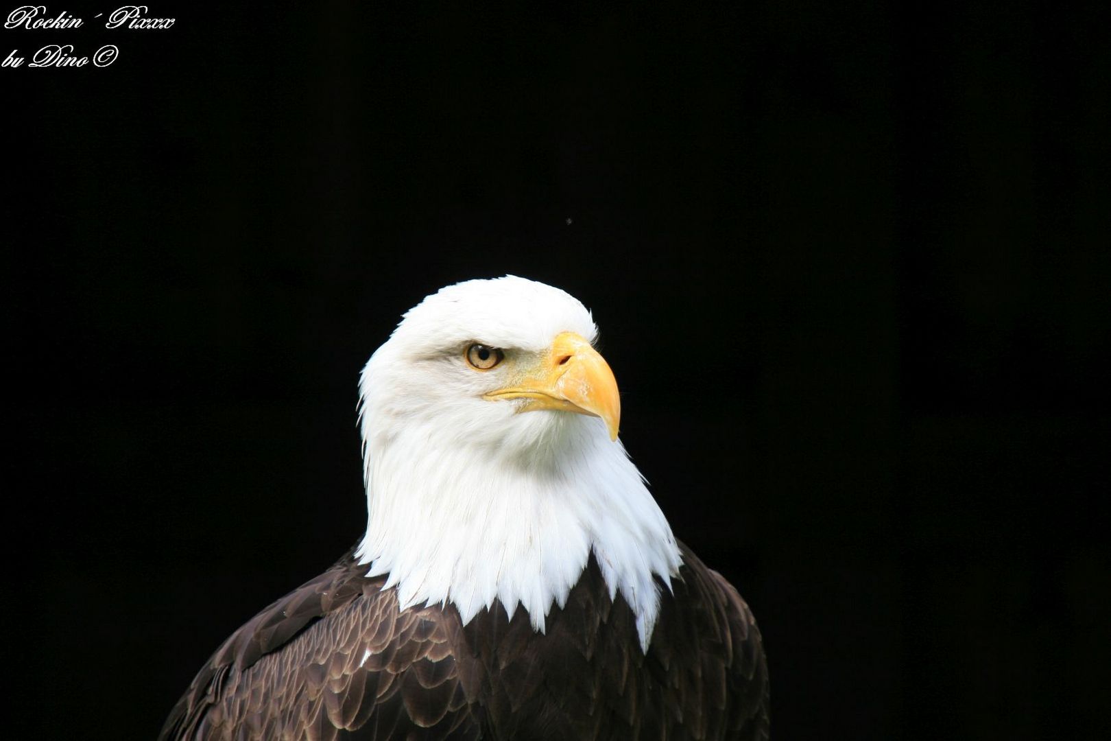 Weißkopf Seeadler