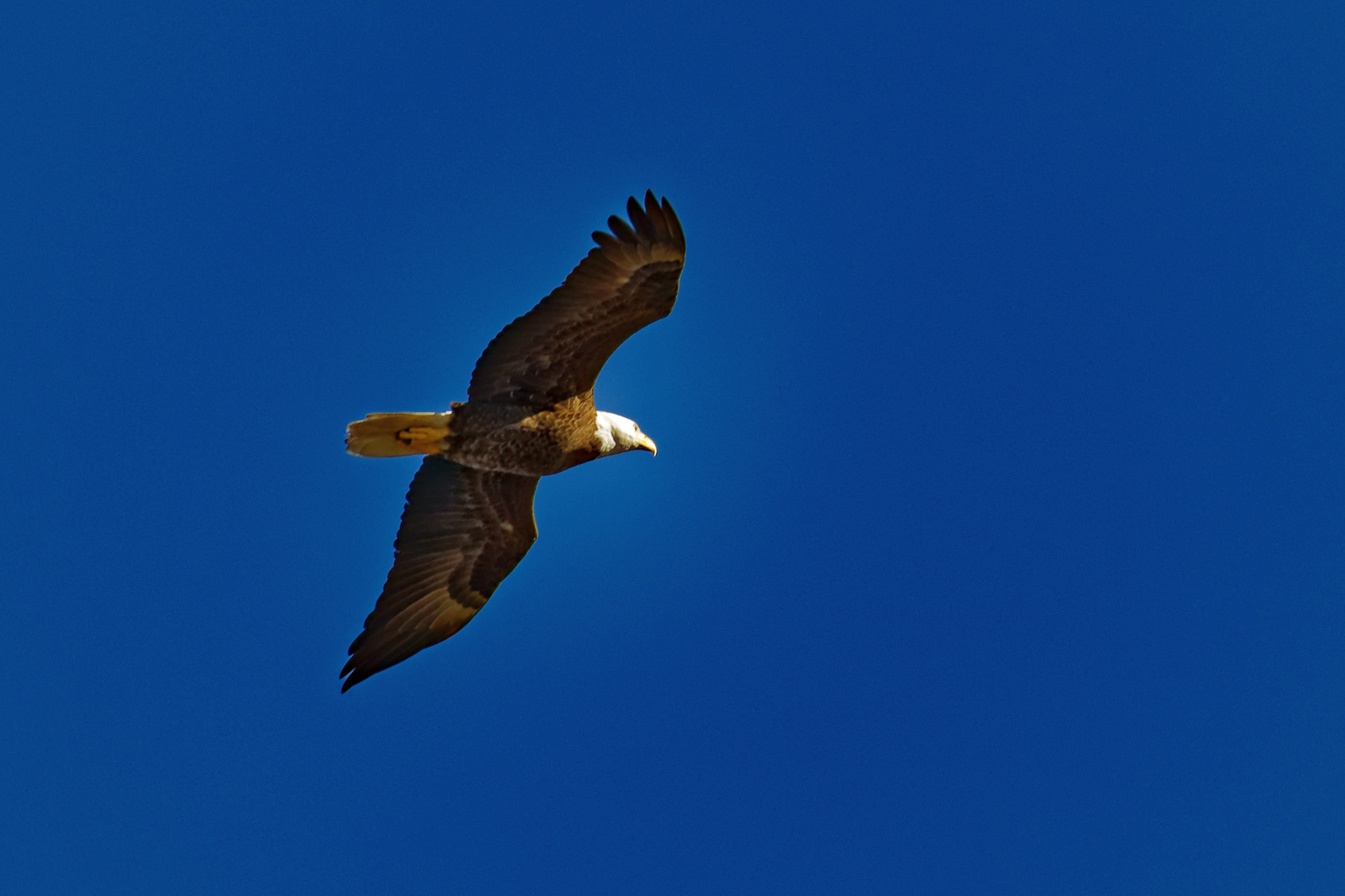 Weisskopf Seeadler