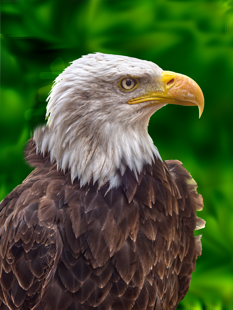 Weißkopf-Seeadler